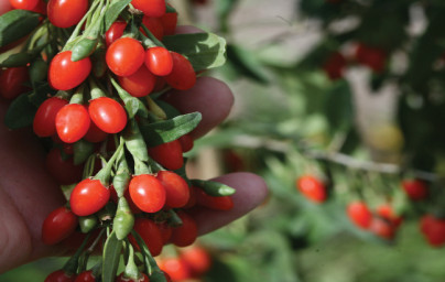 Goji jagode (Lycium barbarum) Goji jagode (Lycium barbarum)